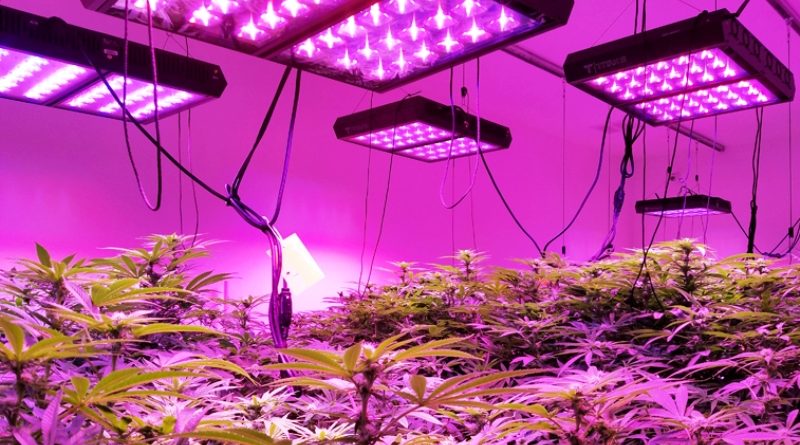 7 Types of Lighting Systems Suitable for Growing Marijuana
