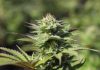 Understanding Cannabis, Hemp, and Their Potential